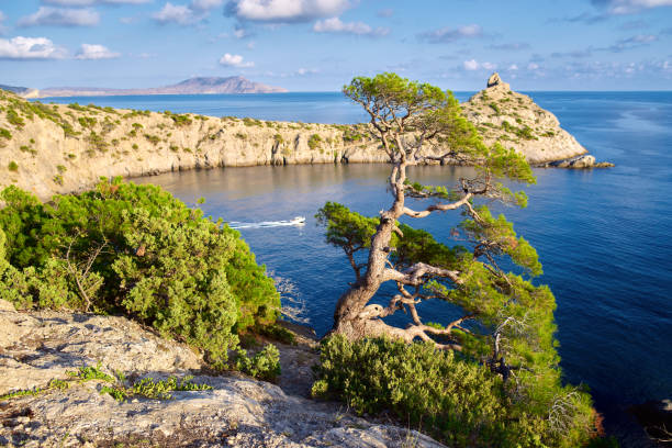 Old pine tree growing on rock, blue sea and sky, Crimea