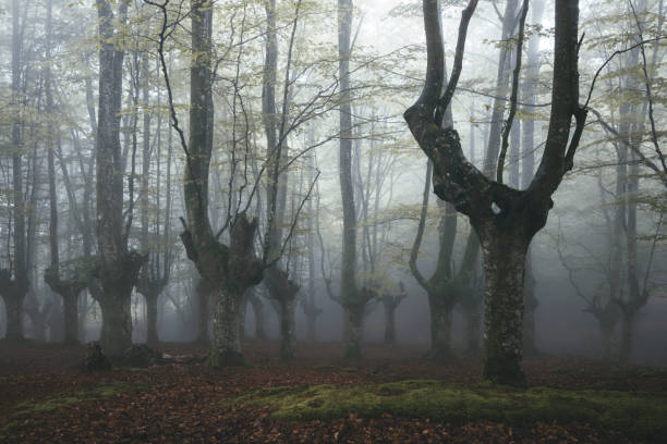 istock Red an green forest with extreme fog 1286402671