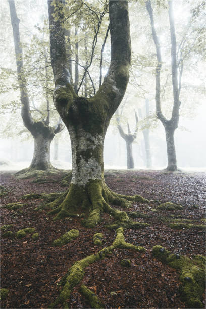 istock Red an green forest with extreme fog 1286402689