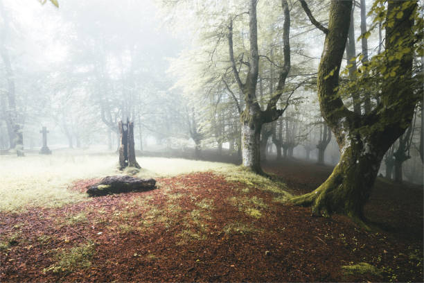 istock Red an green forest with extreme fog 1286402698