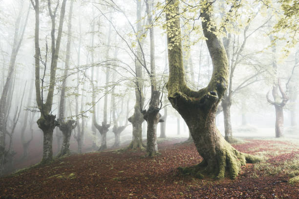 istock Red an green forest with extreme fog 1286402702