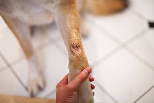 A St. Bernard Husky cross has a painful hot spot on their front paw stock photo
