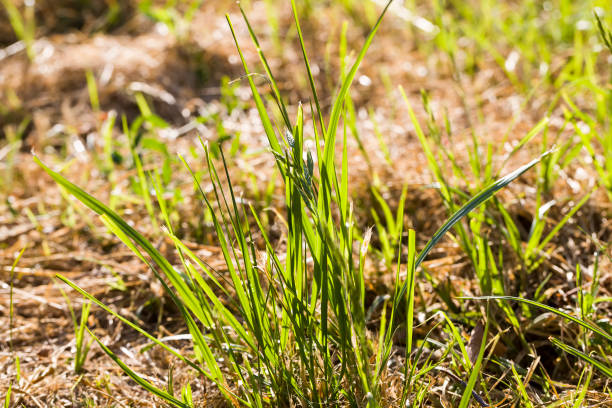 istock activity agriculture for the cultivation of cereals 1286404407