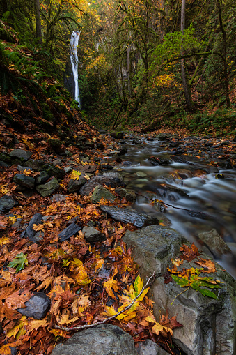 Autumn colors at Goldstream Provincial Park located on southern Vancouver Island.