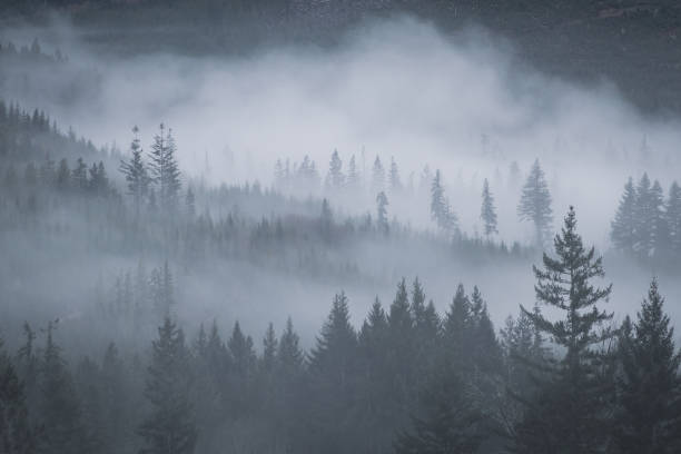 istock Misty Forest On Vancouver Island 1286405352