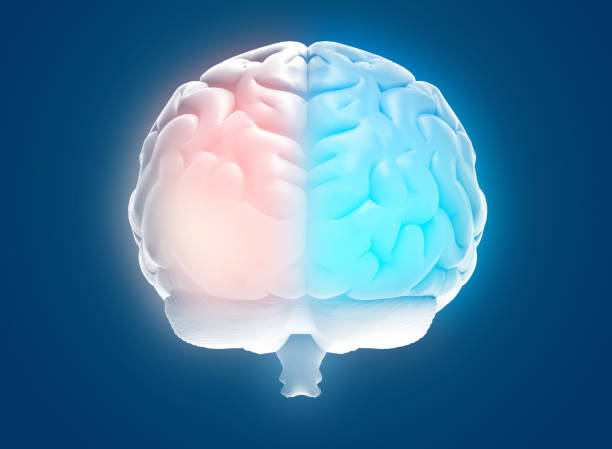 istock 3D rendering hemispheres left and right cerebral brain on blue BG 1286406347