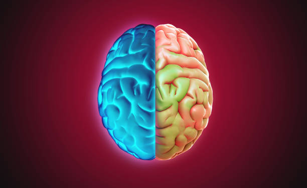 istock 3D rendering brain top view glowing blue on left and multi color on right 1286406361