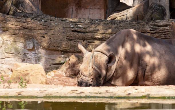 View of a black rhinoceros, Diceros bicornis, lying on the ground stock photo