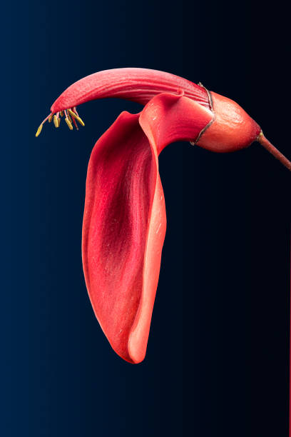 Flor De Ceibo - Banco de fotos e imágenes de stock - iStock Flor De Ceibo - Banco de fotos e imágenes de stock - iStock