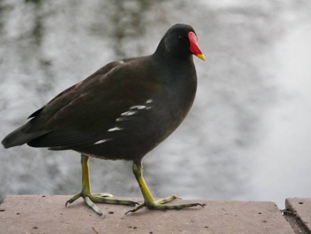 istock Pond rail stands on wall by pond 1286407318