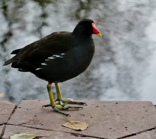 istock Pond rail stands on a wall by the pond 1286407319