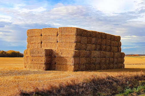 Side view of straw hay bales in a farmers field.