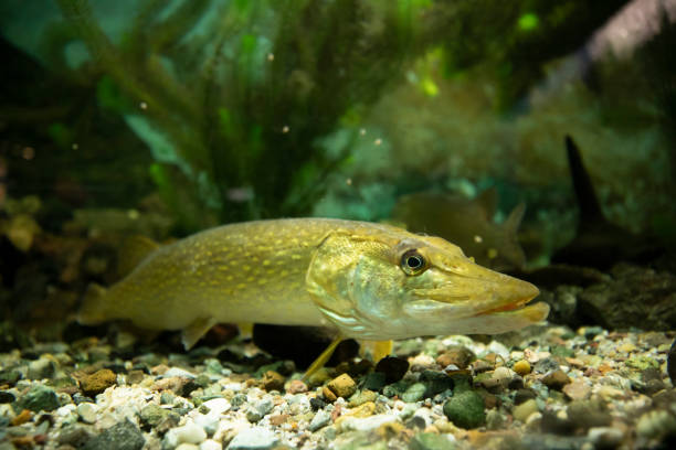 Pike freshwater fish on aquarium gravel. Full length. Side view.