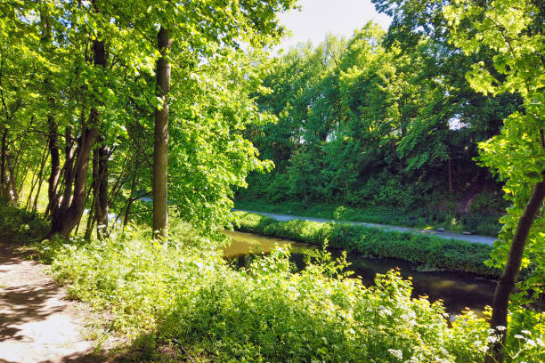 istock Forest or park trail walking area at spring day 1286408405