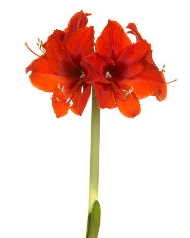 Red amaryllis flower in bloom isolated on a white background in a vertical image