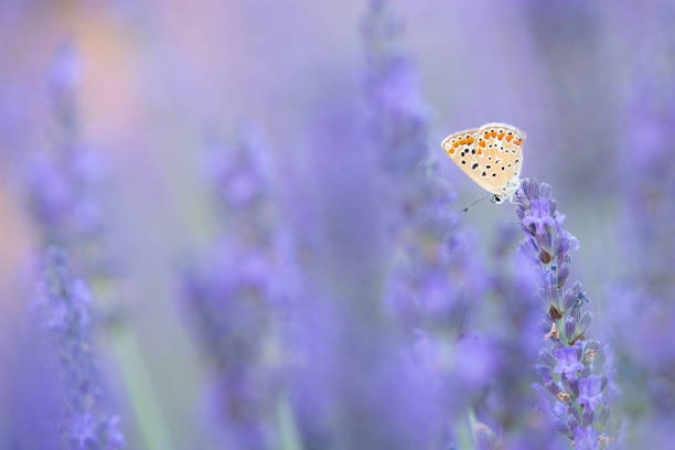 istock Butterfly resting on a lavender flower in a lavender flower flield 1286409411