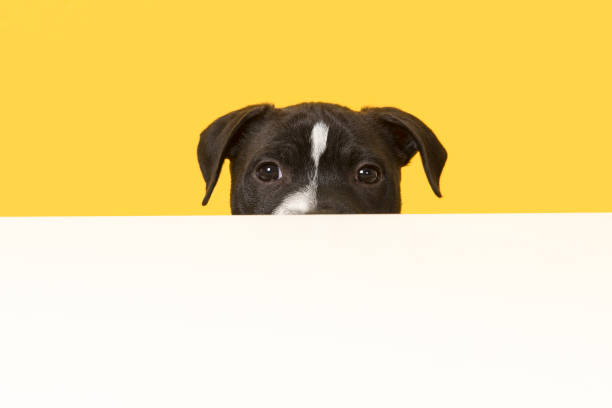 istock Stafford puppy peaking over a white edge on a yellow background 1286409458