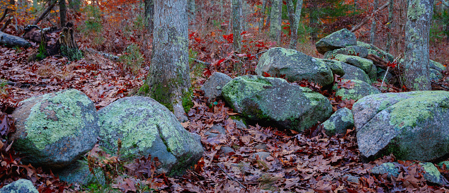Remains of Stone Walls from the Glacial Era in New England Forest
