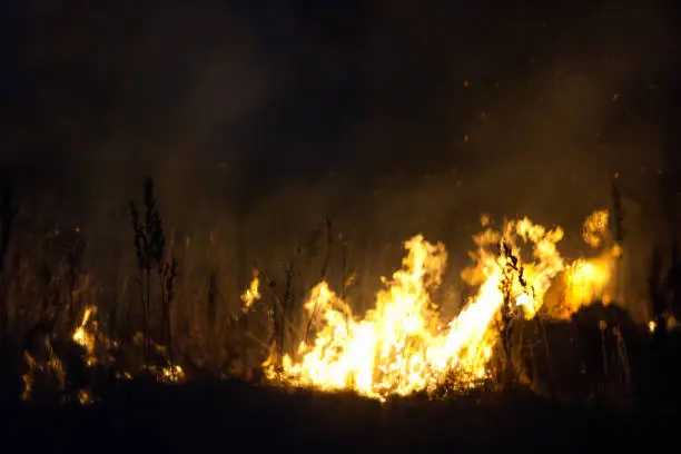 Photo of Dry grass burns at night. Pastures and meadows in the countryside. An environmental disaster involving irresponsible people. Magnificent mystical night landscapes shot on a 300mm lens.