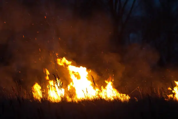 Photo of Dry grass burns at night. Pastures and meadows in the countryside. An environmental disaster involving irresponsible people. Magnificent mystical night landscapes shot on a 300mm lens.