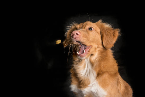 ritratto di una nova scotia duck tolling retriever che cattura una caramella con la bocca spalancata su uno sfondo nero - candy cane foto e immagini stock