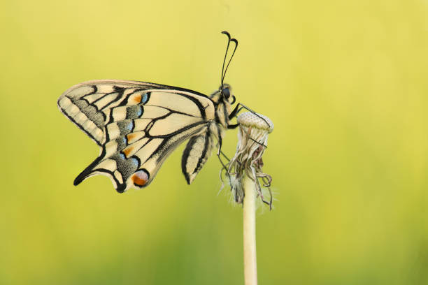 istock Swallowtail butterfly with wings closed seen from the side on a yellow background 1286411614