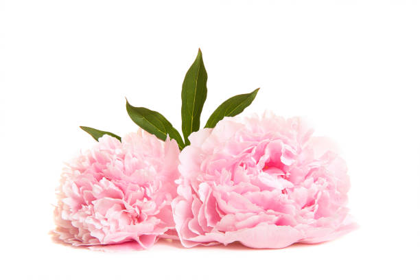 istock Two blooming pink peony flowers lying on a white background 1286412259