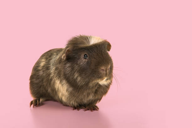 istock Crested guinea pig seen from the front on a pink background with copy space 1286412272