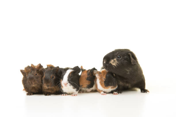 Mother Guinea Pig and her baby against white background
