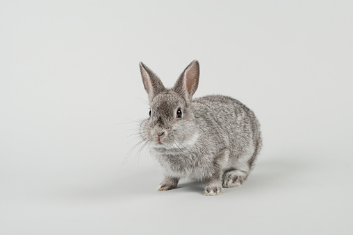 Cute alert grey rabbit looking at the camera on a grey background
