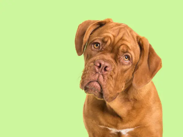 Cute bordeaux dogue portrait facing the camera on a soft green background