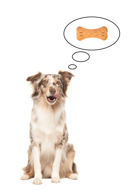 istock Sitting australian shepherd looking at the camera licking its lips 1286412384