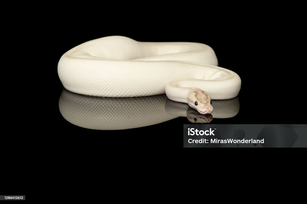 Pretty White Royal Python Snake On A Black Background With Reflection ...