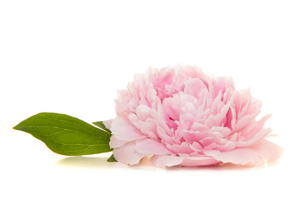 istock Single blooming pink peony flowers lying on a white background seen from the side 1286413184