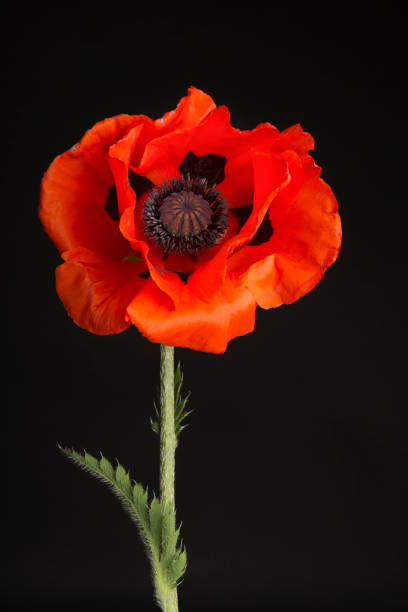 istock Blooming red poppy flower head on black background 1286413511