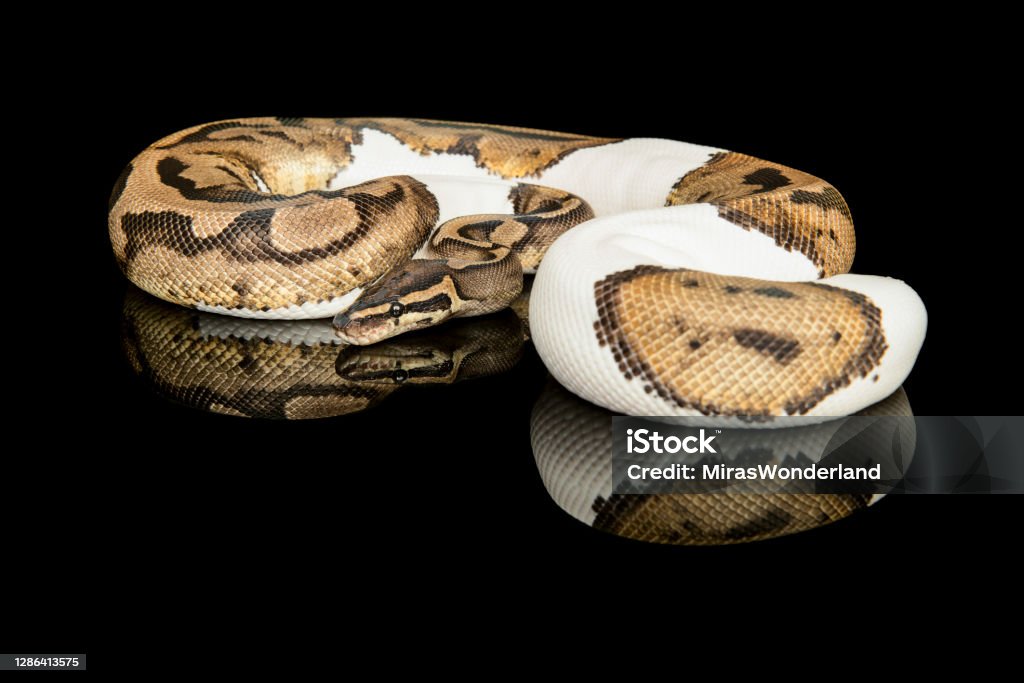 Pretty king python snake on a black background with reflection Animal Stock Photo Pretty king python snake on a black background with reflection Animal Stock Photo