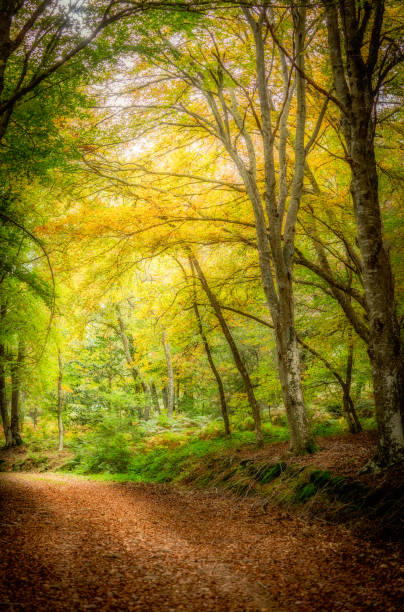 istock beech trees in autumn, bright colors, leaves that mark the paths 1286417442