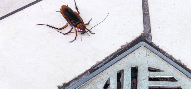 istock many cockroaches entering a dirty bathroom drain. Poor hygiene, problem with pests and insects at home. 1286417605