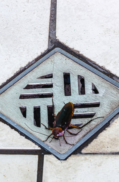 istock many cockroaches entering a dirty bathroom drain. Poor hygiene, problem with pests and insects at home. 1286417608