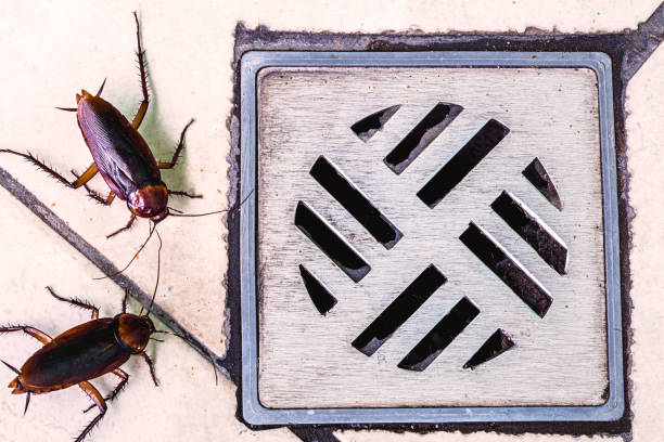 istock many cockroaches entering a dirty bathroom drain. Poor hygiene, problem with pests and insects at home. 1286417628