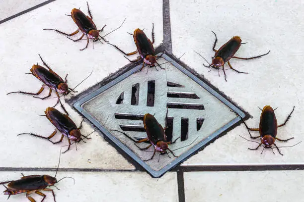 cockroach entering a dirty bathroom drain. Poor hygiene, problem with pests and insects at home