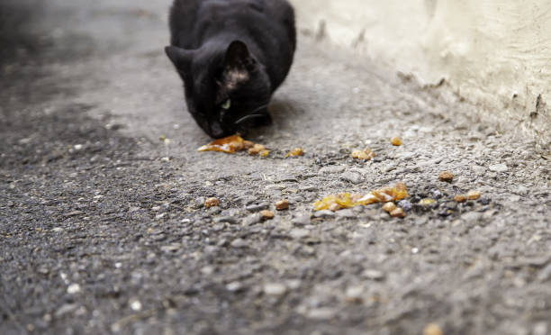 gatti randagi che mangiano per strada - domestic cat animals feeding pet food food foto e immagini stock