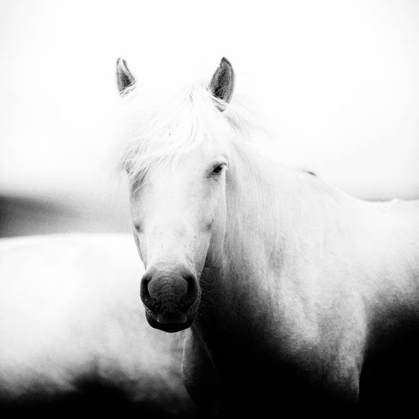 istock The Horse of Chinggis Khaan 1286418906