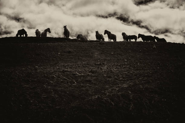 istock The Horse of Chinggis Khaan 1286418907