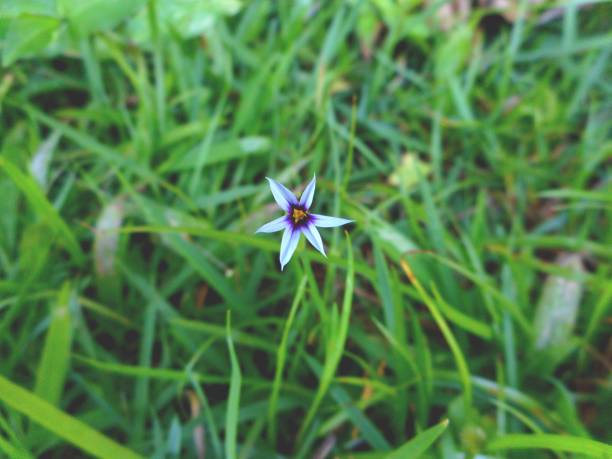 flor sisyrinchium rosulatum