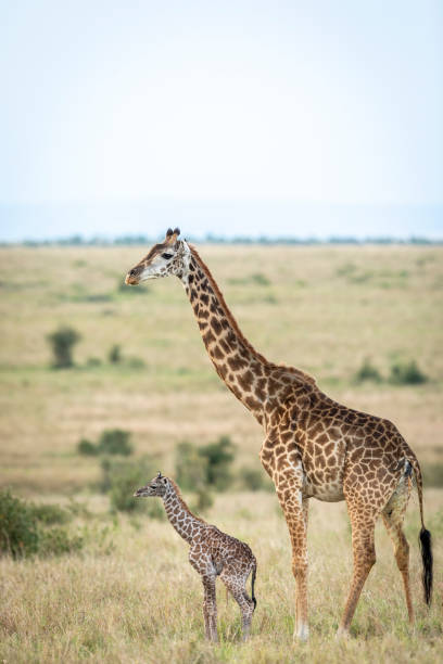 giraffa appena nata in piedi accanto alla madre nelle pianure erboso di masai mara in kenya - masai giraffe foto e immagini stock
