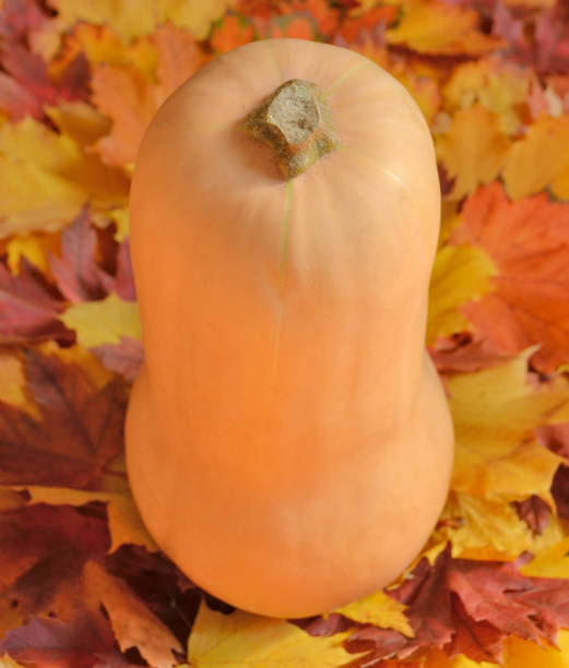Butternut squash in the middle of autumn leaves stock photo