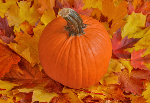 Pumpkin in the middle of autumn leaves stock photo