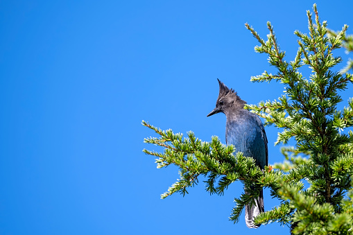 Steller's jay (Cyanocitta stelleri) in Ernest Calloway Manning park, British Columbia, Canada. It is closely related to the blue jay and also known as the long-crested jay, mountain jay, and pine jay. It is the only crested jay west of the Rocky Mountains.\