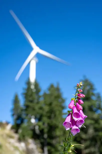 There is a foxglove (Digitalis purpurea) in the foreground and wind turbine in the background. When the nature and the modern technology meets."n
